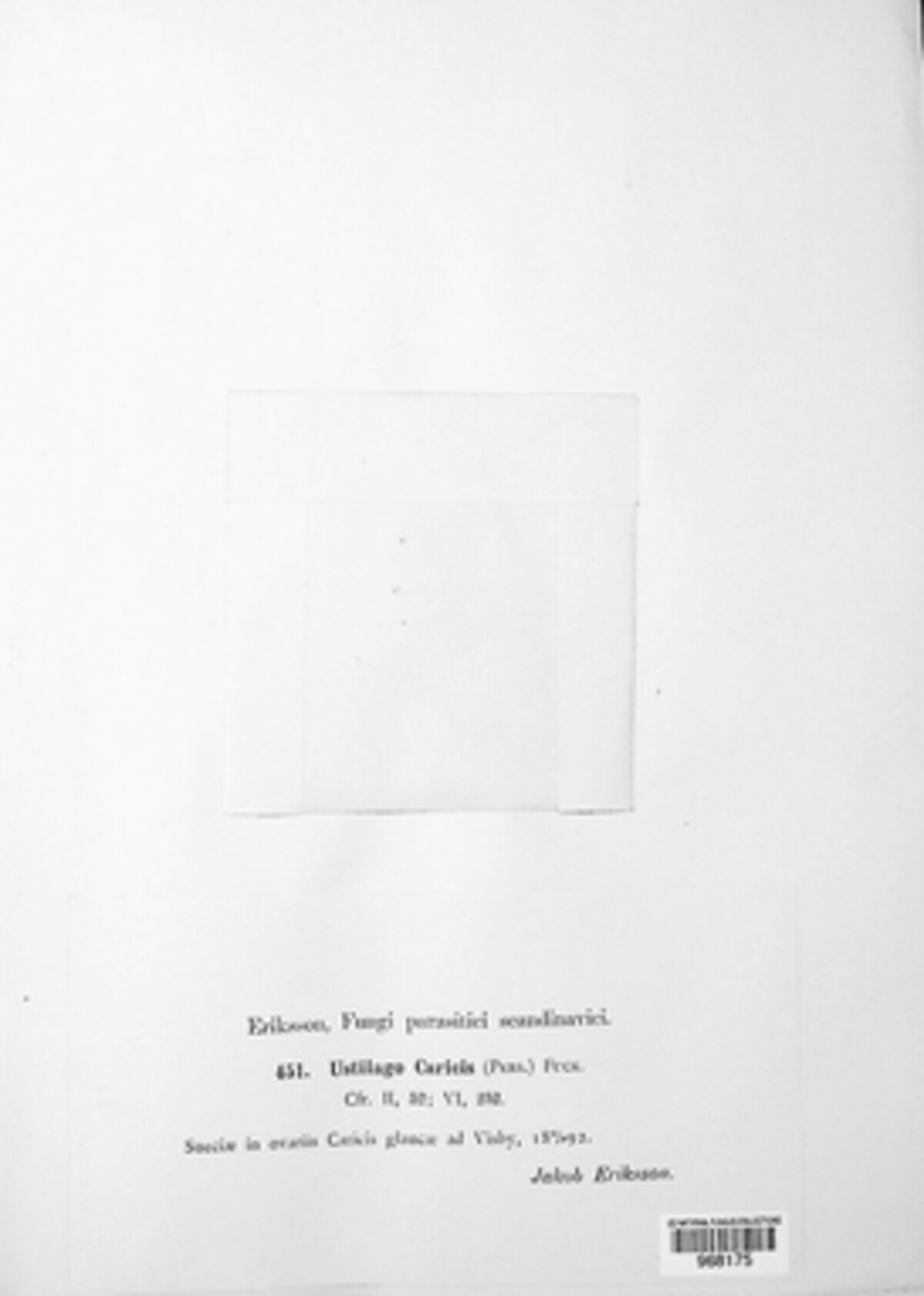 Anthracoidea caricis image